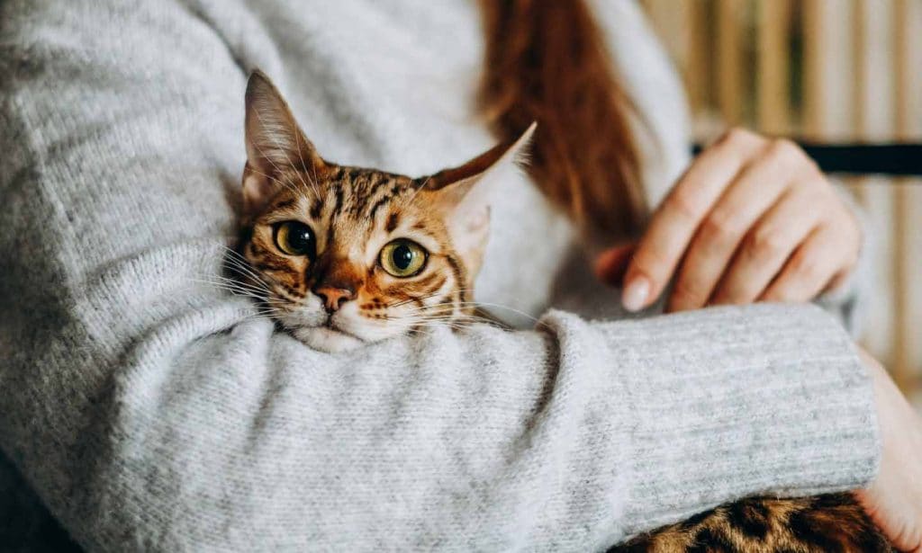 a cat rests in a woman's arms
