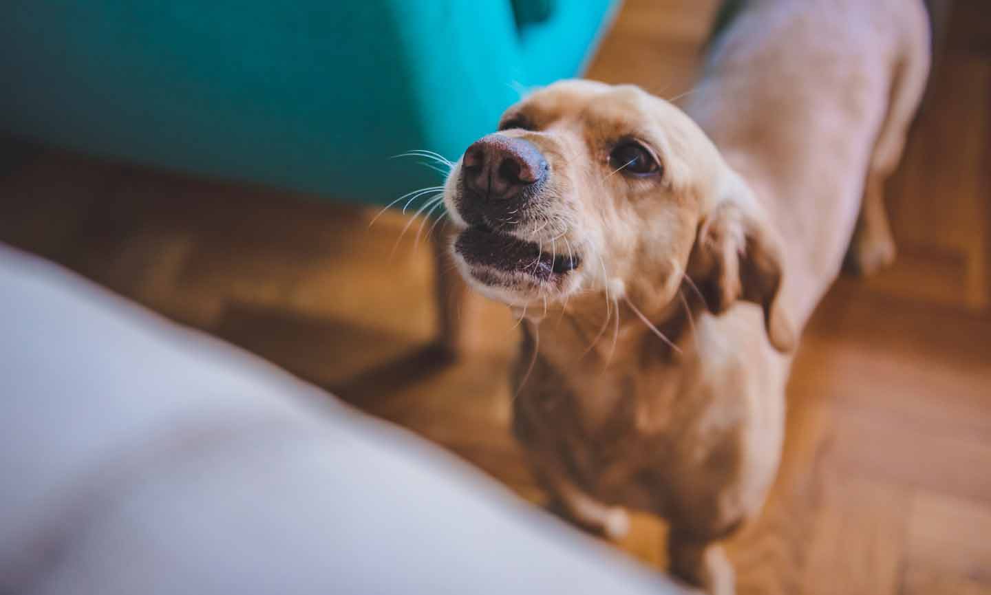 a small dog barking at home