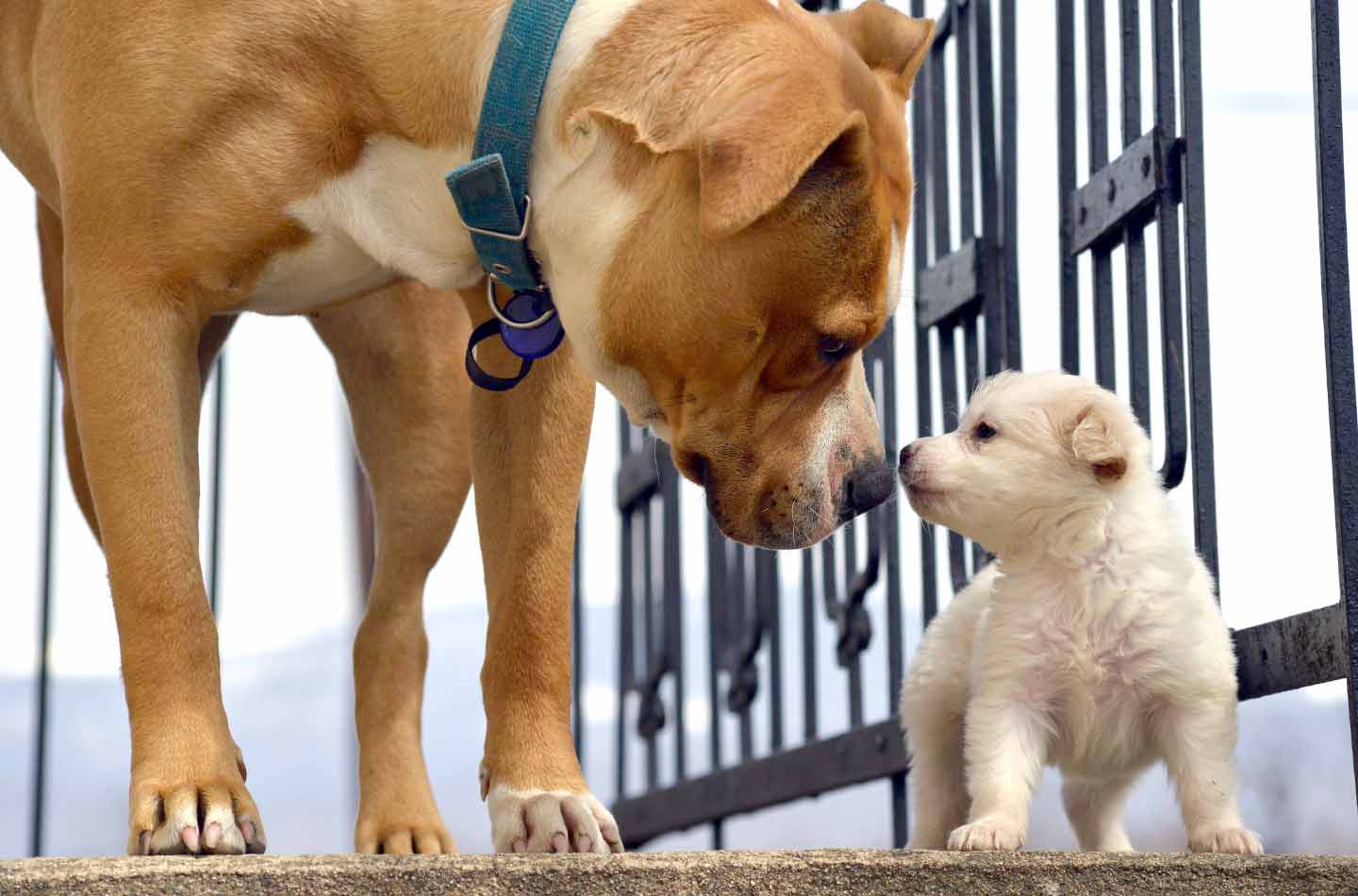 an adult dog meeting a puppy