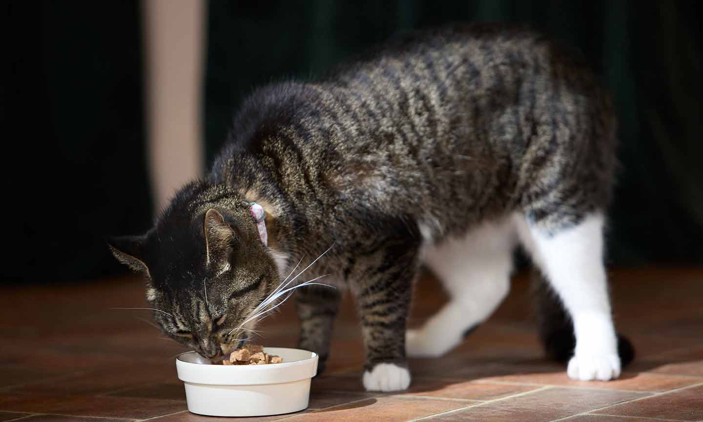 a cat eating food from a bowl