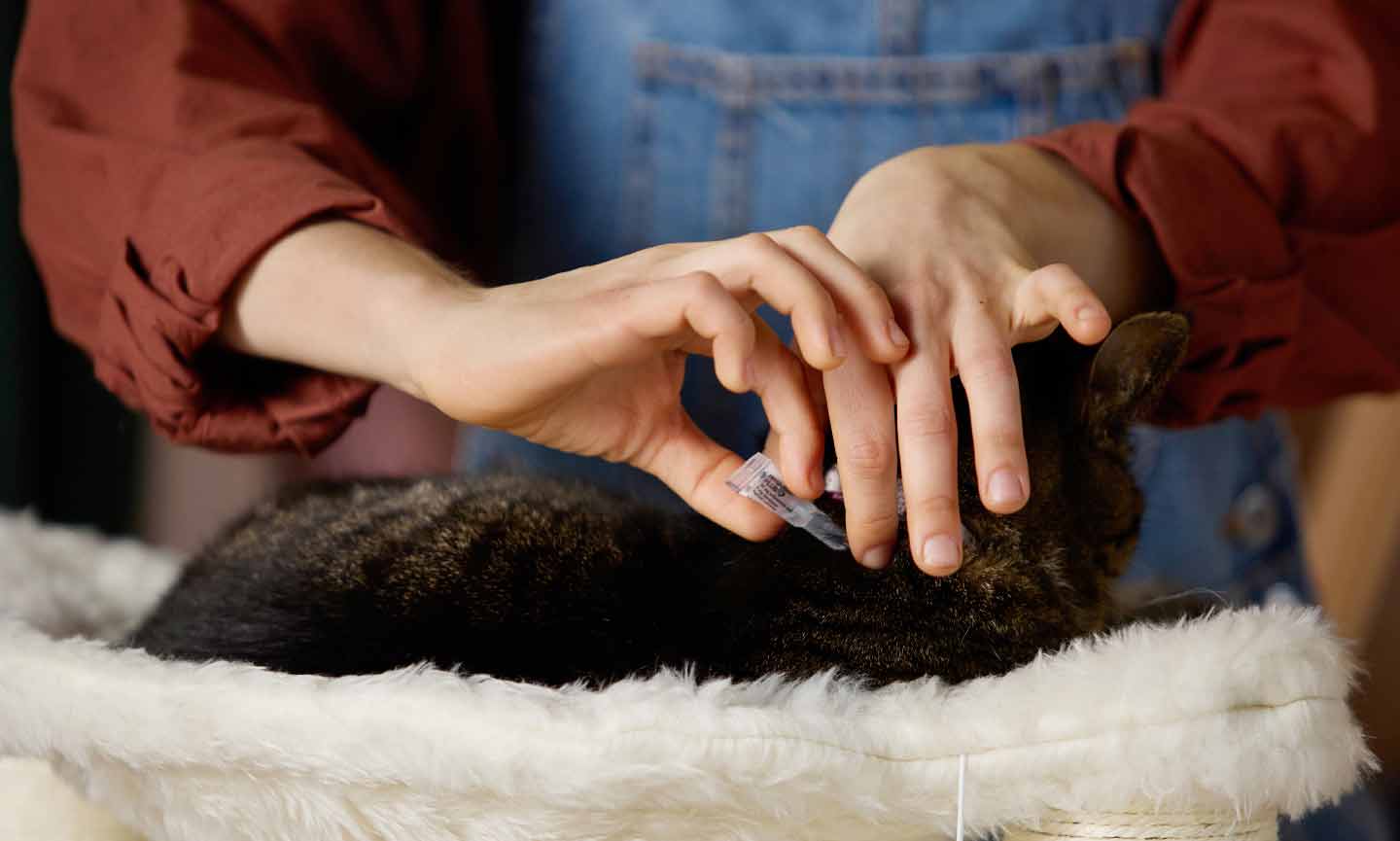a woman applying flea and tick preventative to a cat