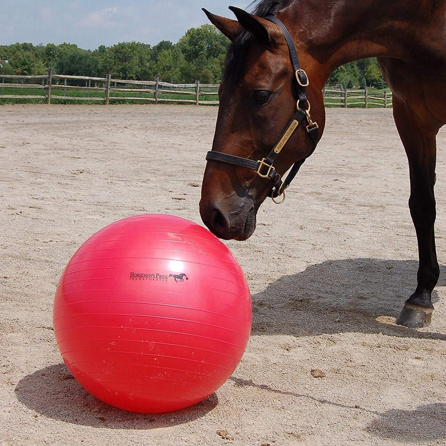 Keep Your Horse Mentally Stimulated