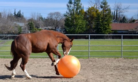 Keep Your Horse Mentally Stimulated With Horse Toys | BeChewy