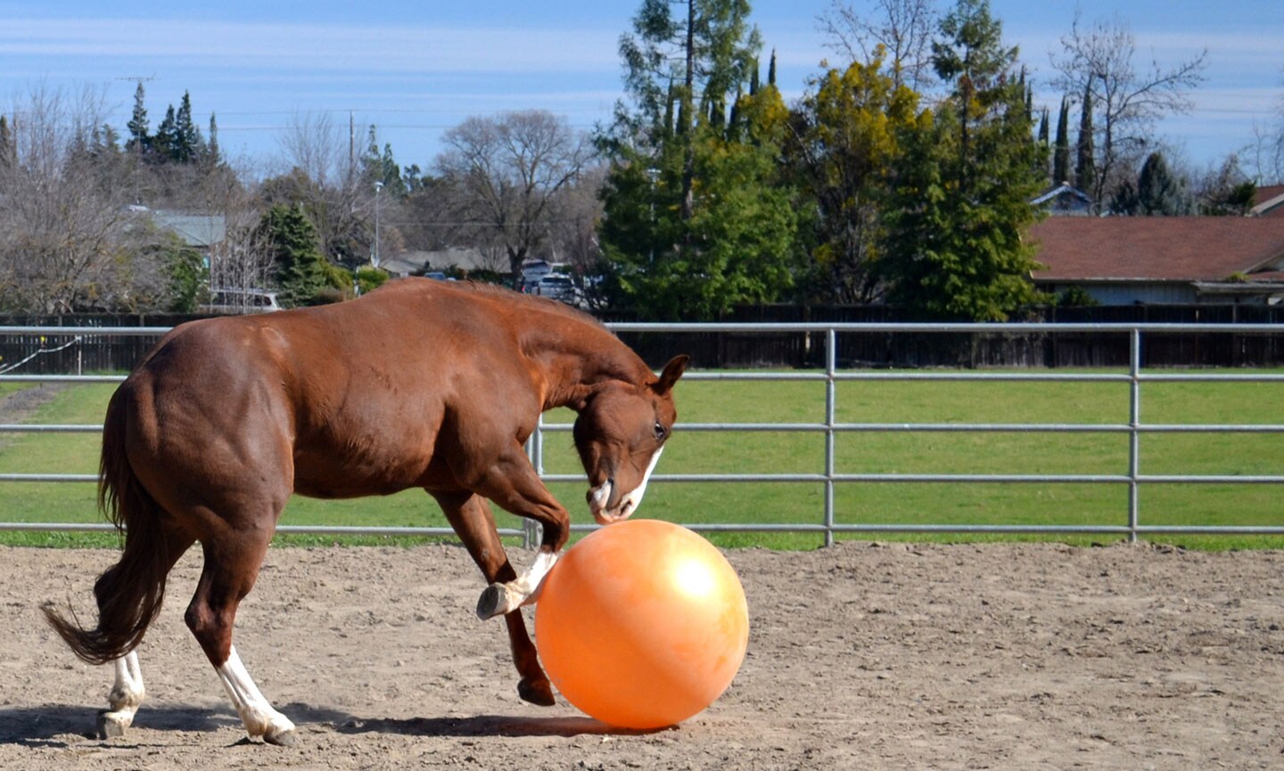 Horse balls lick