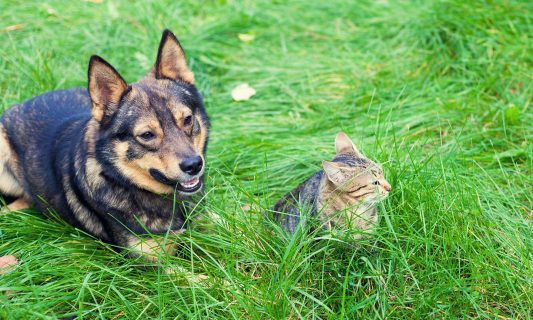 flea and tick guide: dog cat in grass