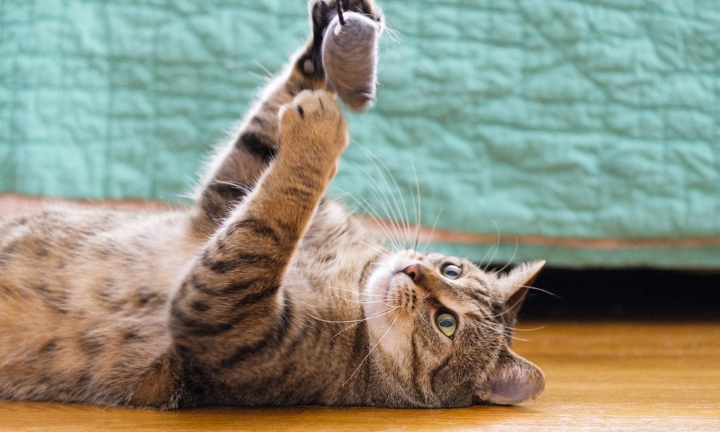 tabby cat playing with toy mouse