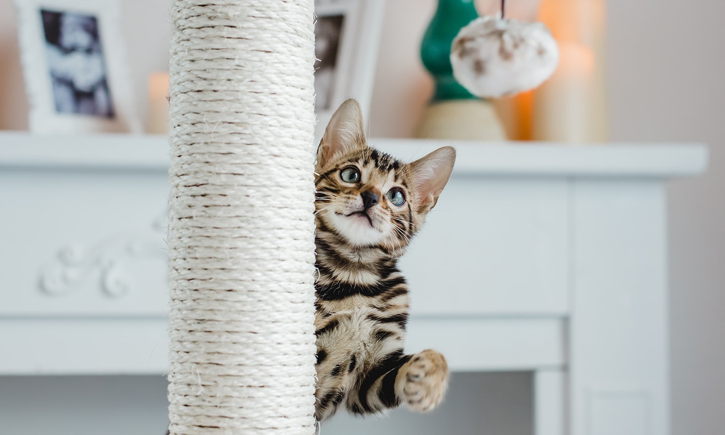 cat scratching post play