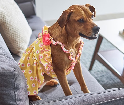 Wagatude Daisy Print Ruffle Dog Dress