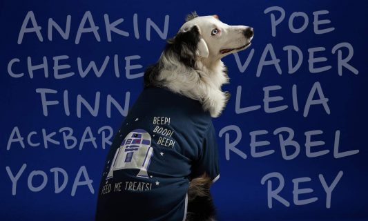 a dog wearing an R2-D2 shirt poses before a purple background with an array of Star Wars-inspired names on it, including: ANakin, Chewie, Finn, Akbar, Yoda, Poe, Vader, Leia, Rebel and Rey
