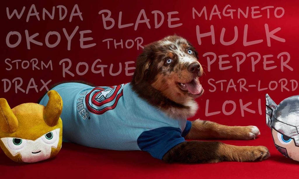 a dog wearing a Captain America shirt and surrounded by superhero toys poses in front of a red backdrop. Marvel-inspired names are written on the backdrop, including: Wanda, Okoye, Storm, Drax, Rogue, Thor, Blade, Magneto, Hulk, Pepper, Star-Lord and Loki