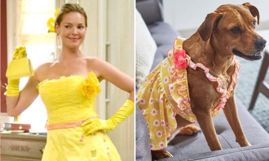 rom-com core: 27 dresses and dog dress
