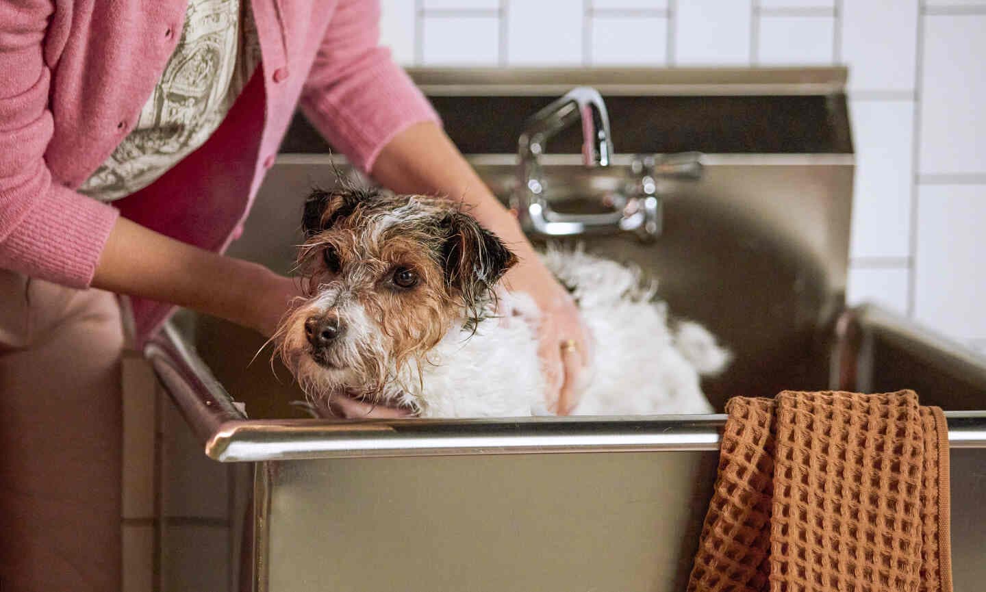 a woman bathing a dog
