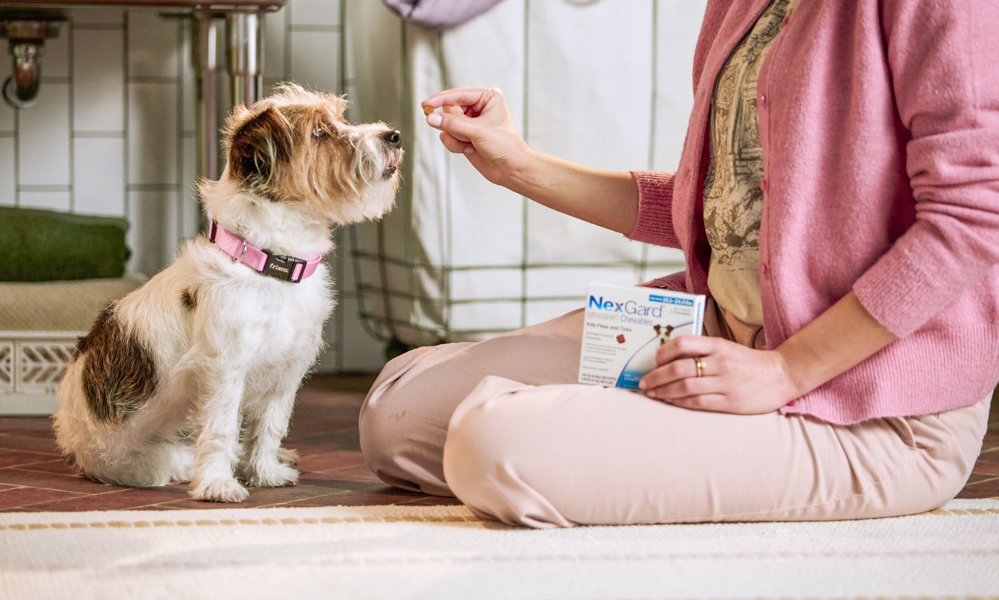 a woman giving her dog a chewable flea and tick tablet
