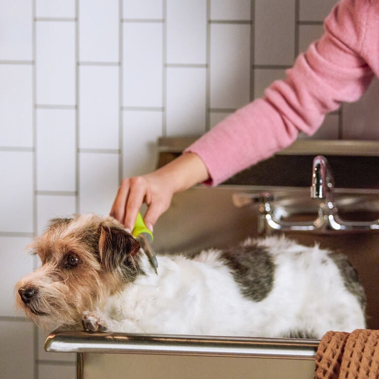 a woman combing her dog with a flea comb