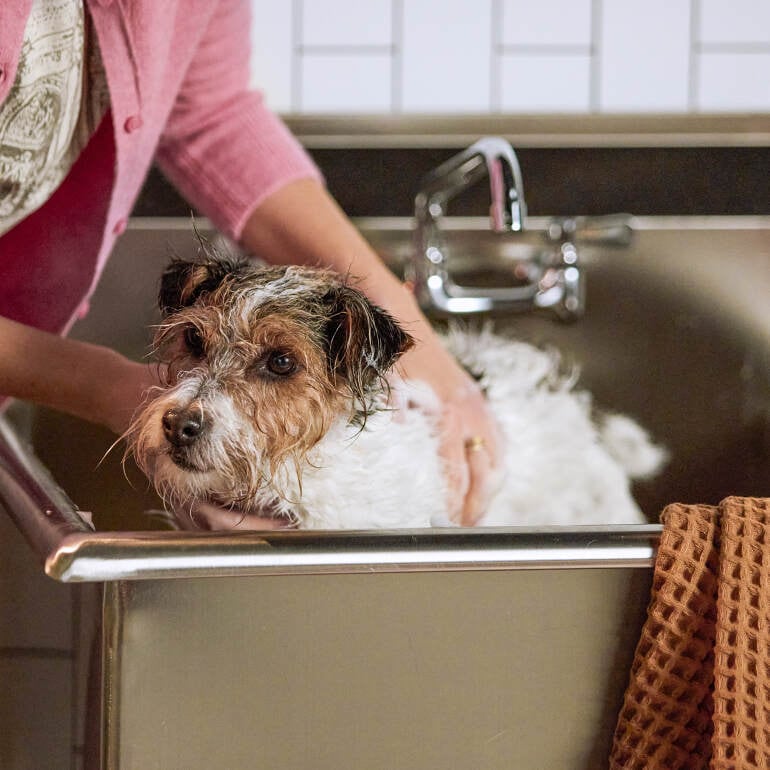 a woman bathing a dog