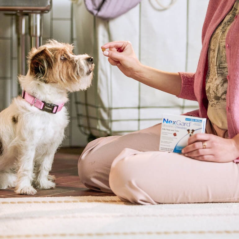a woman giving her dog a chewable flea and tick tablet