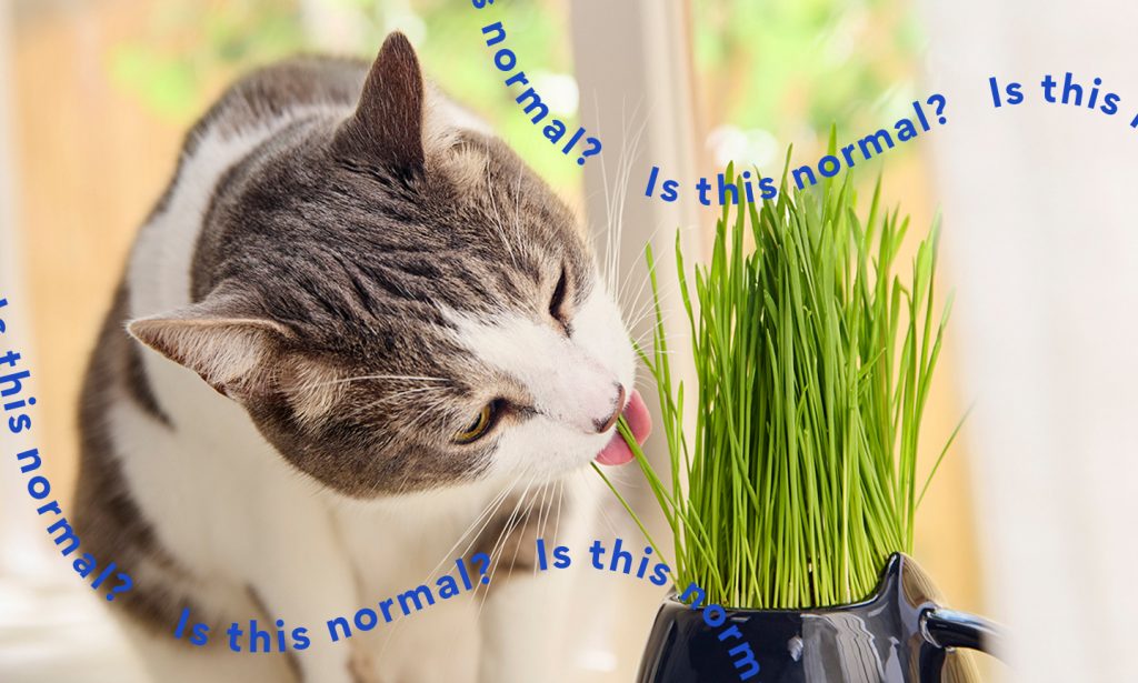 Why Do Cats Eat Grass 1 1024x615 