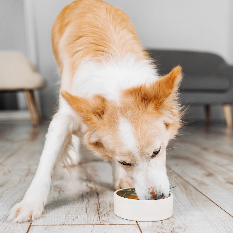 what foods fight cancer in dogs