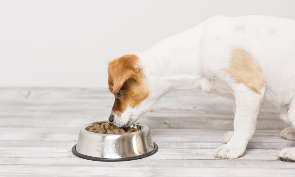 dog cancer diet: small dog sniffing food in bowl