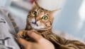 Heartworm Disease in Cats: Everything You Need to Know