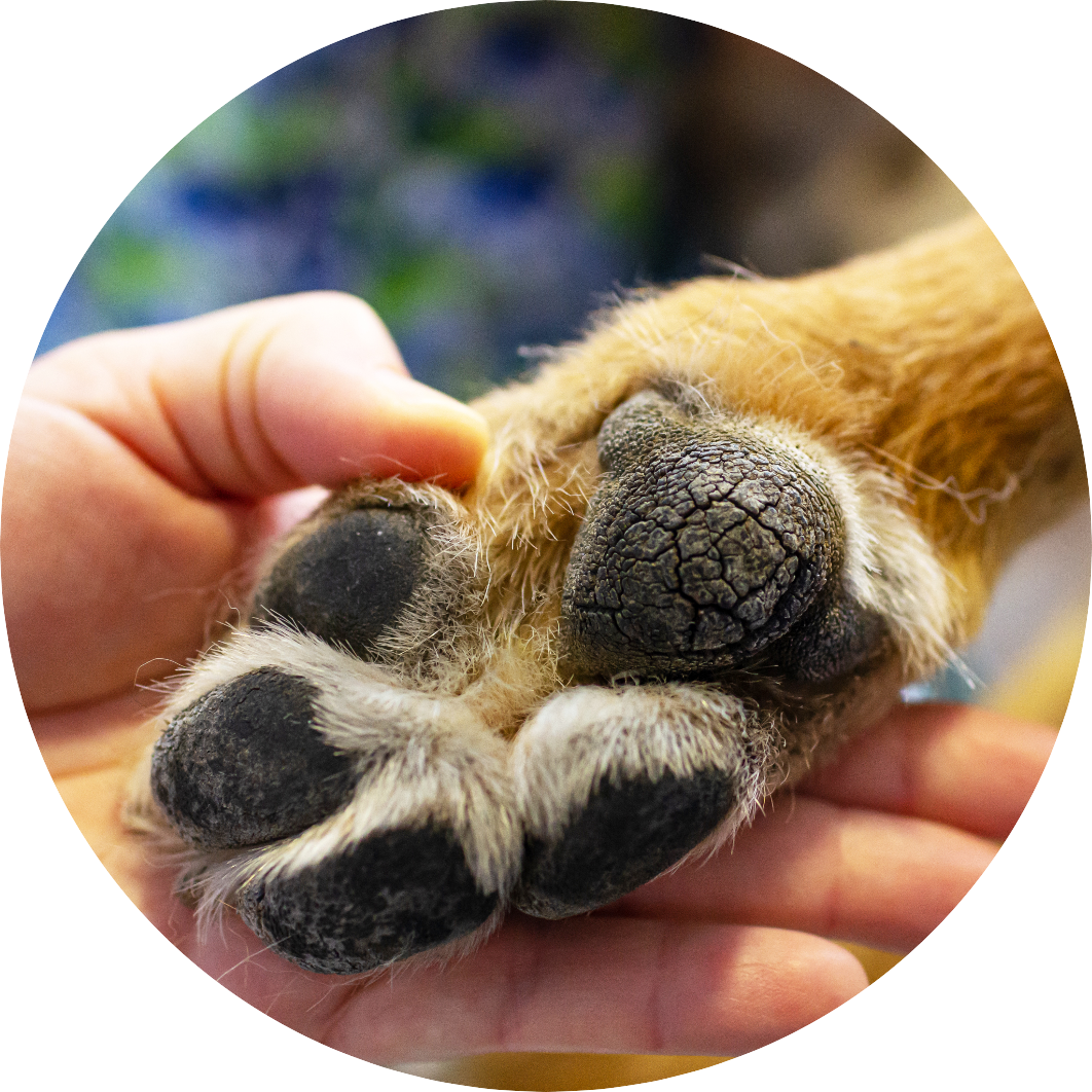 Dog Paw Pad Names