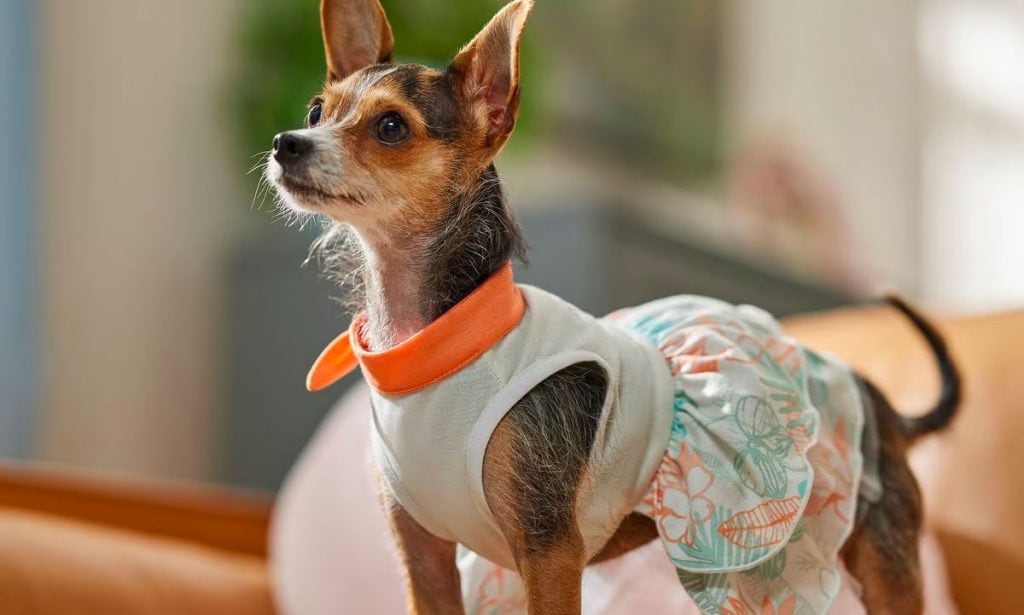 Chewy Summer Girl Designer Dog Dress