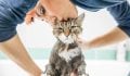 How to Get Rid of Cat Fleas—and Keep Them Away, Period