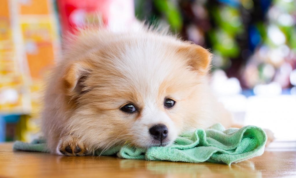 puppy vomiting: pomeranian dog laying down on towel