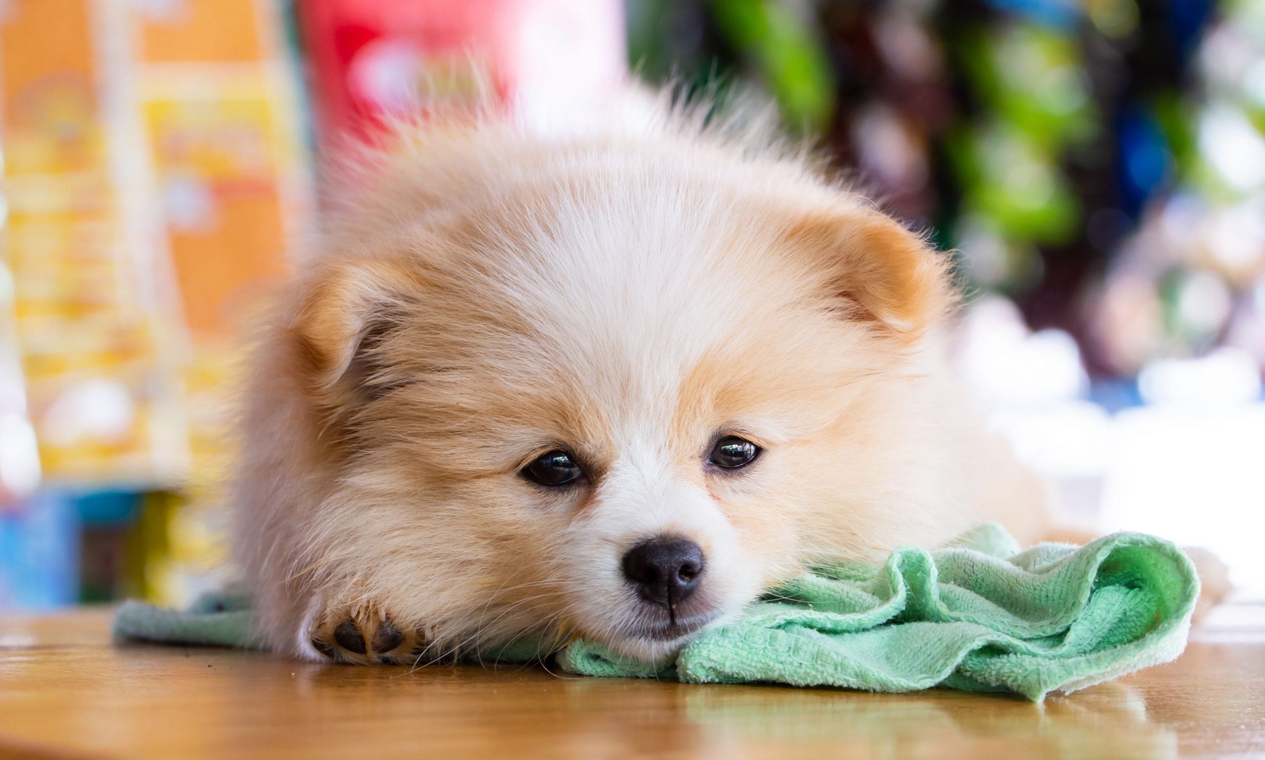 Dog keeps throwing up best sale his food