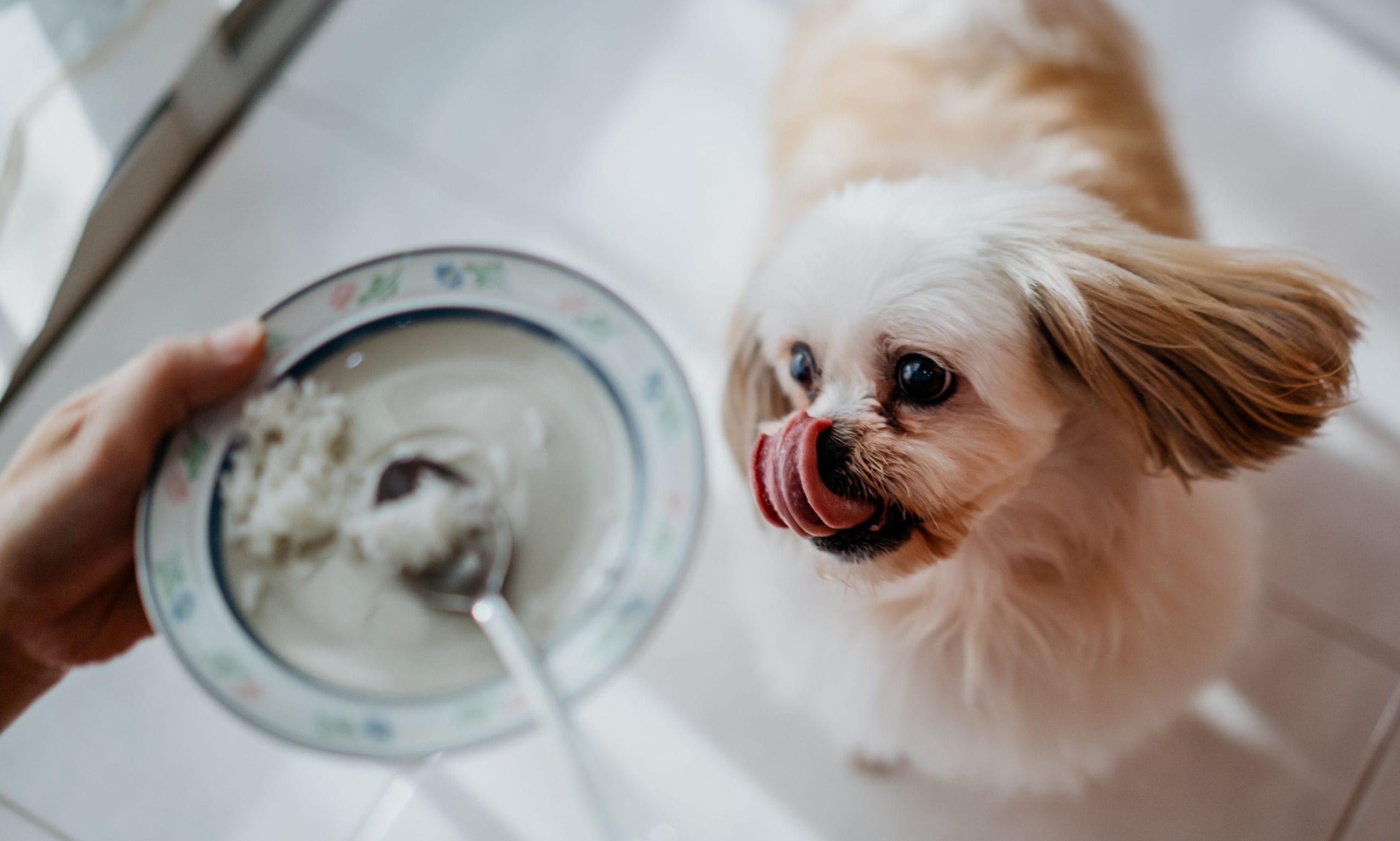 what puppy food is best for diarrhea