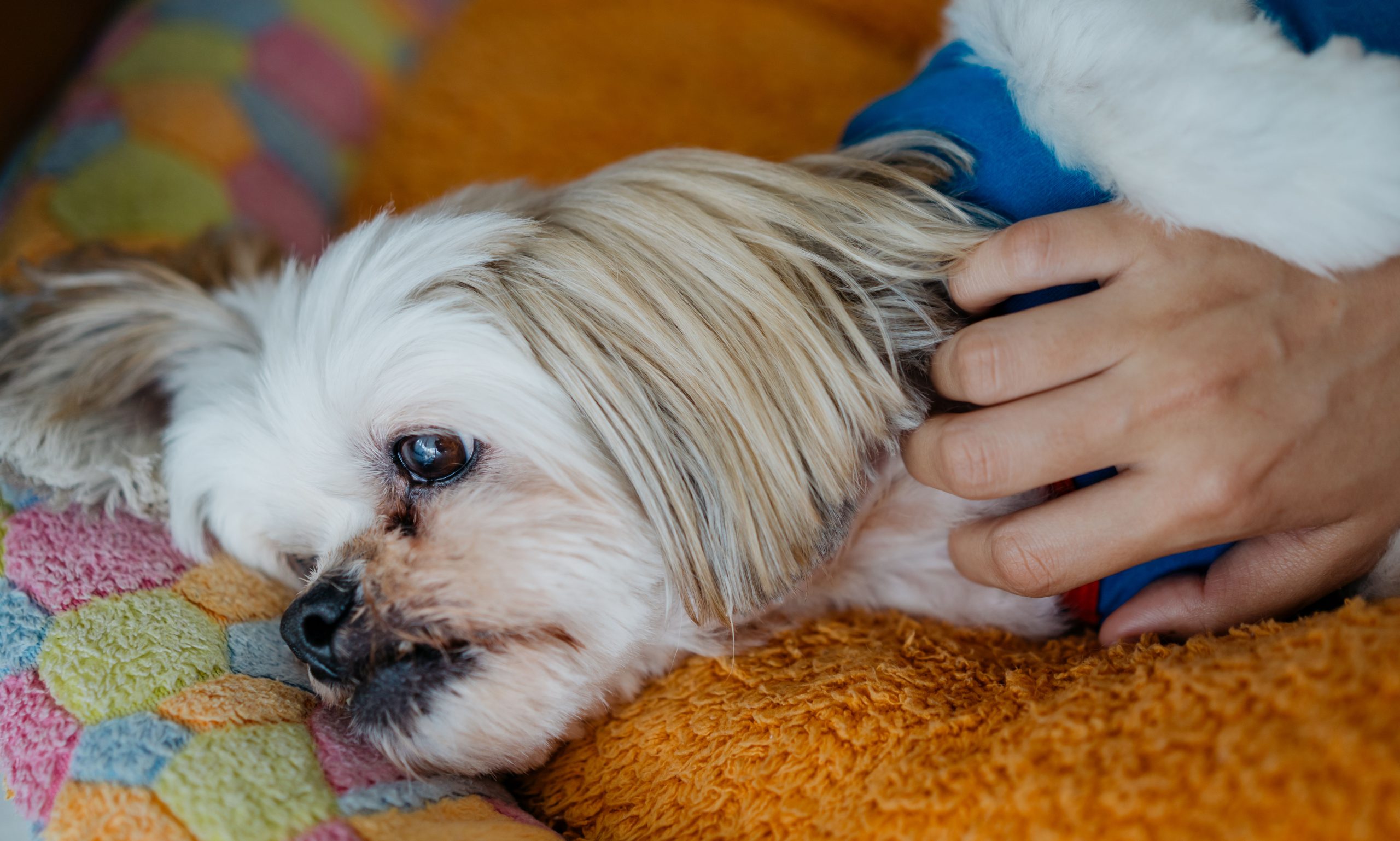 Foods That Give Dogs Diarrhea Shop Istgeodez