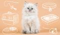 New Kitten Checklist: 11 Things You Need Before Bringing Home a New Kitten