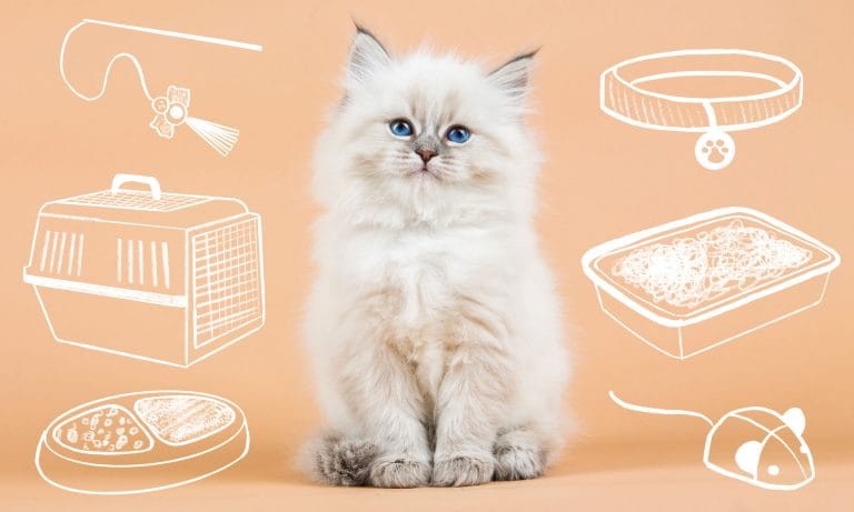 How to litter train your kitten – the basics