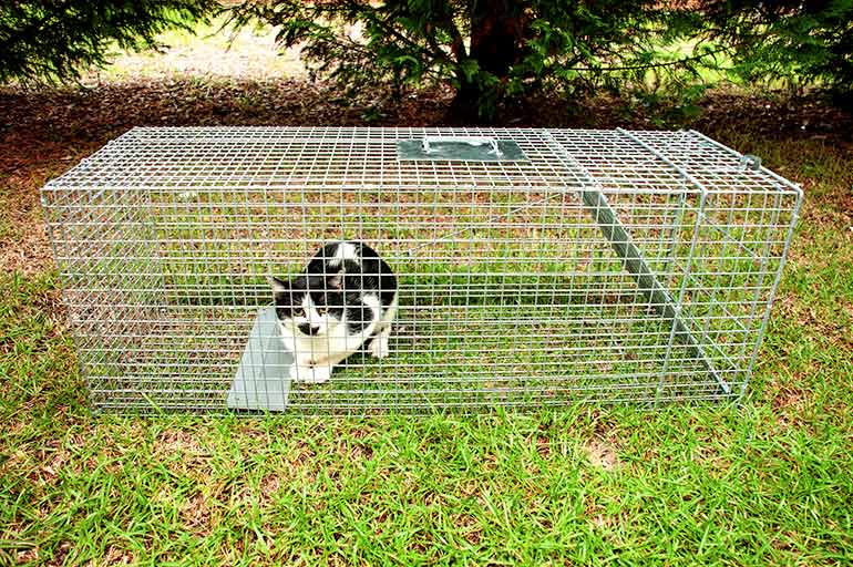 a cat inside a humane trap