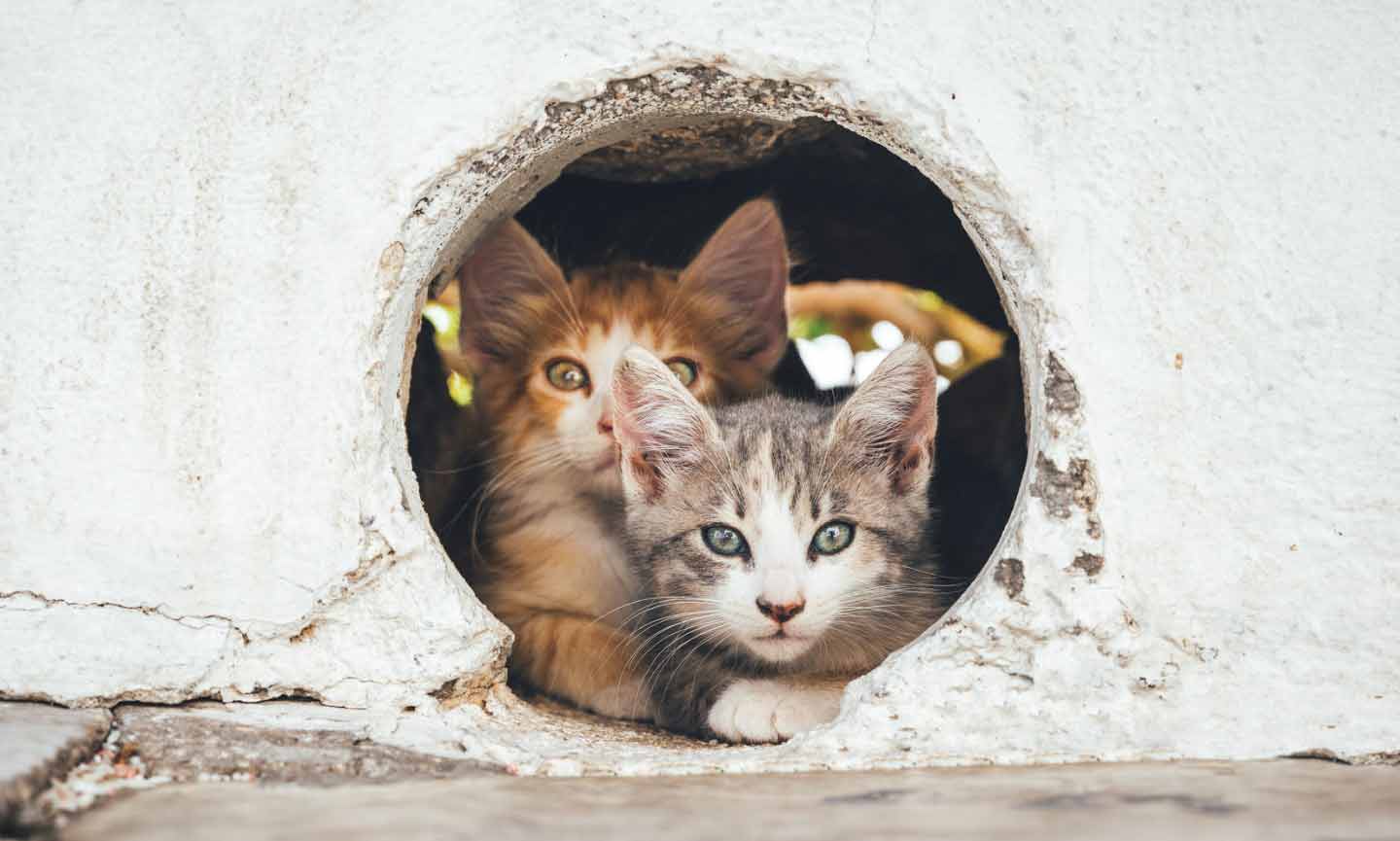 two kittens peeking through an opening in a wall