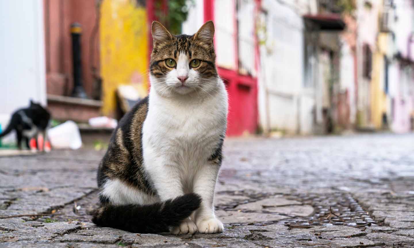 A white and brown cat sits on a cobblestone street
