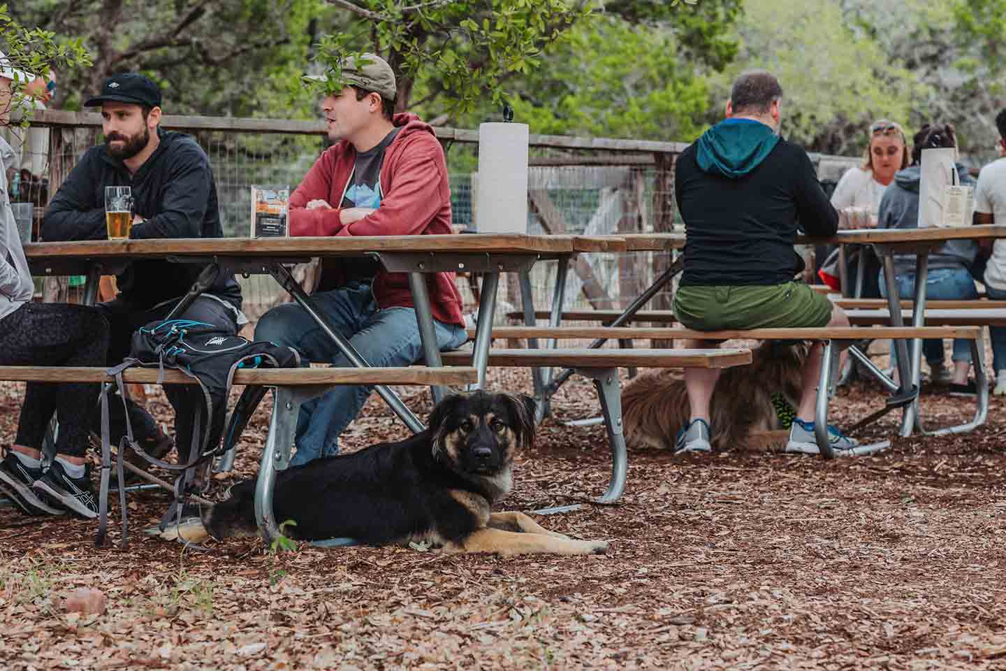 People sit outside at picnic tables and drink beer. A dog lays on the ground beneath one of the tables