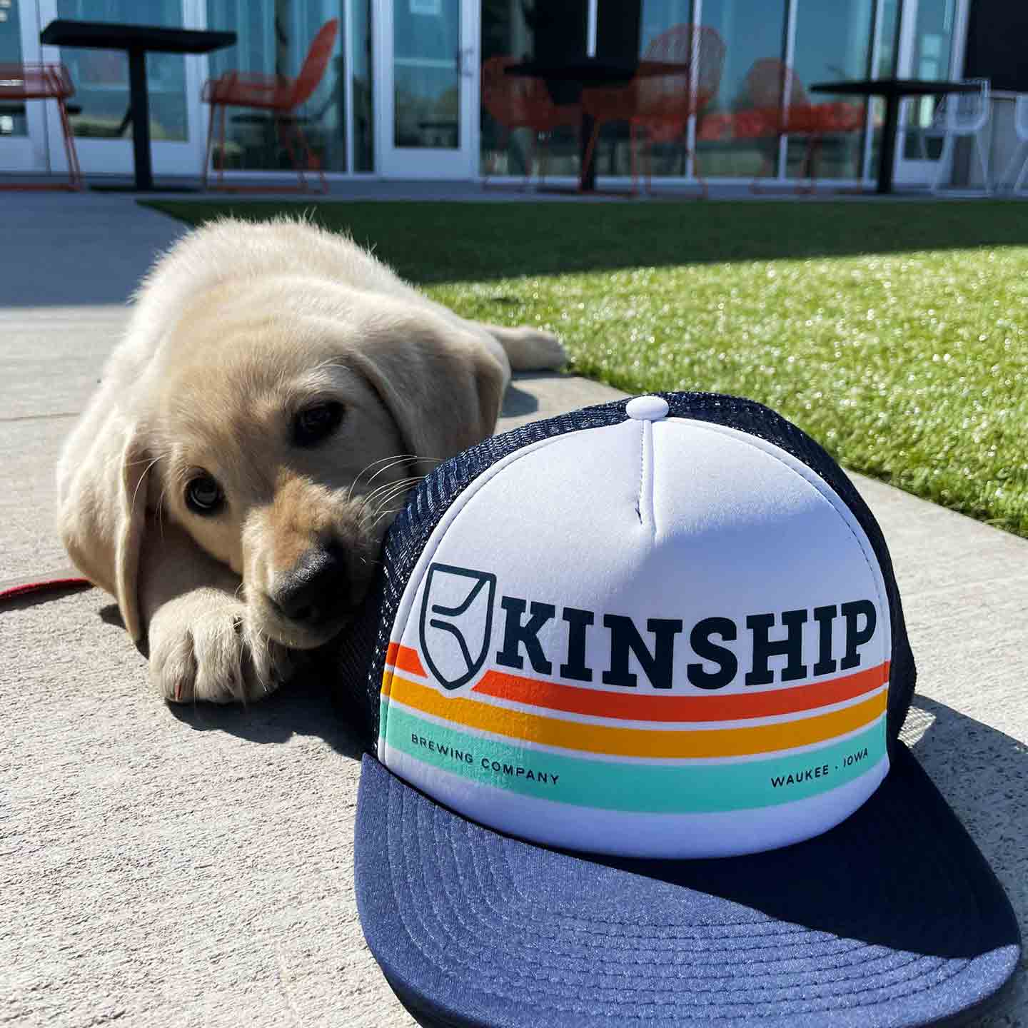 A puppy lays on the ground next to a baseball hat that reads KINSHIP