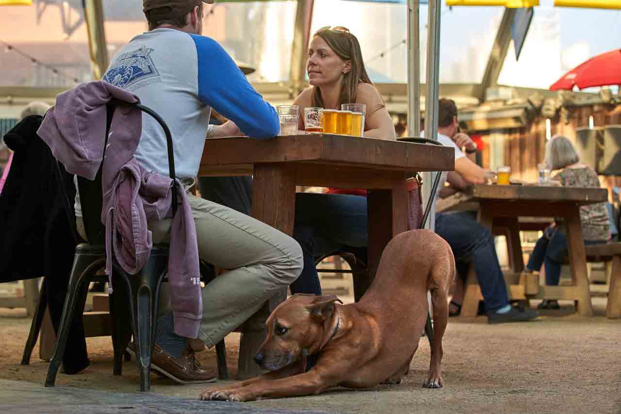 A dog stretches beneath a table where a couple is drinking beer