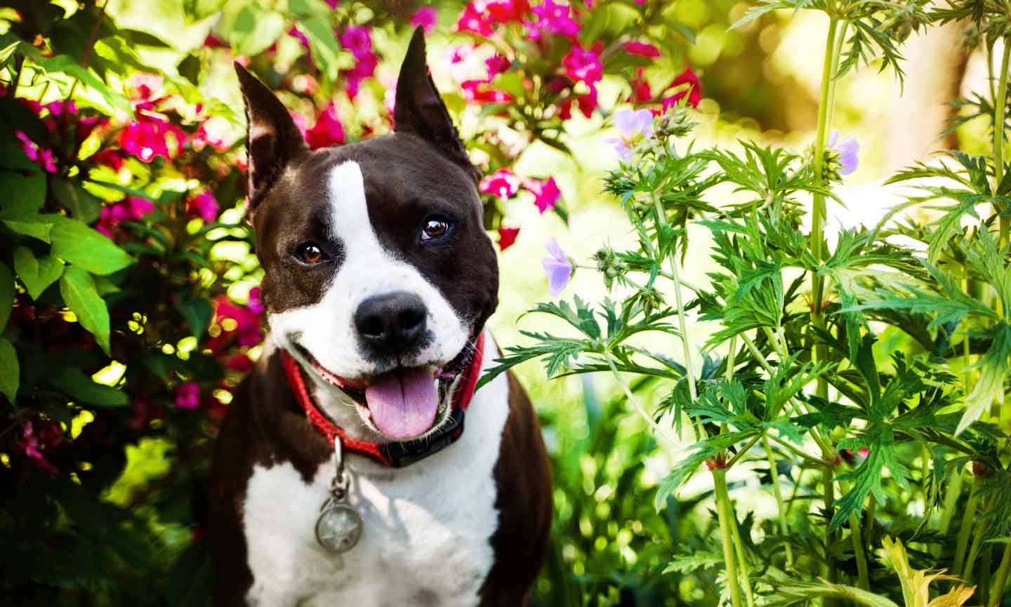 An American Staffordshire Terrier in a garden