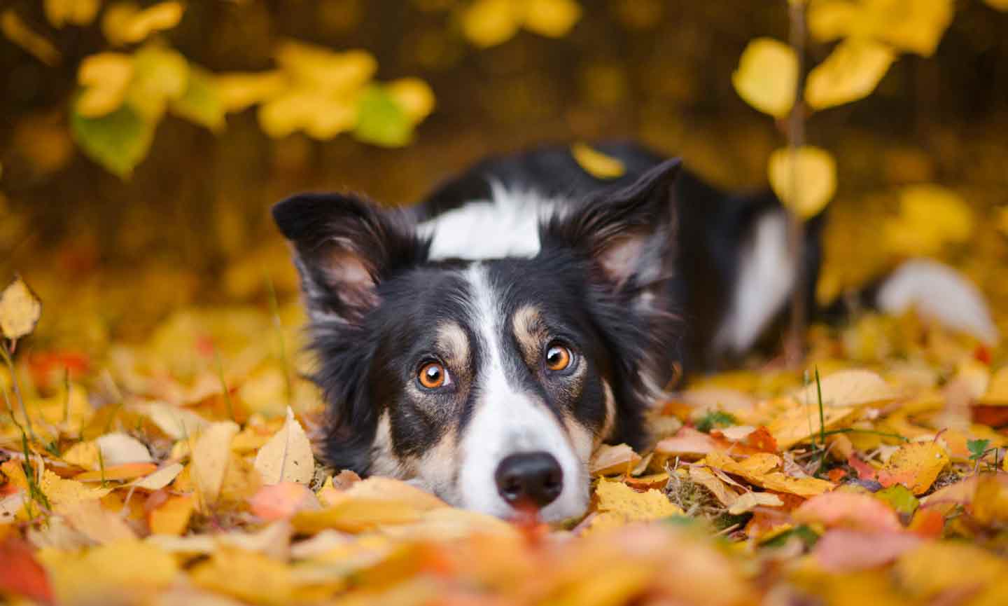 A Border Collie laying down in autumn leaves