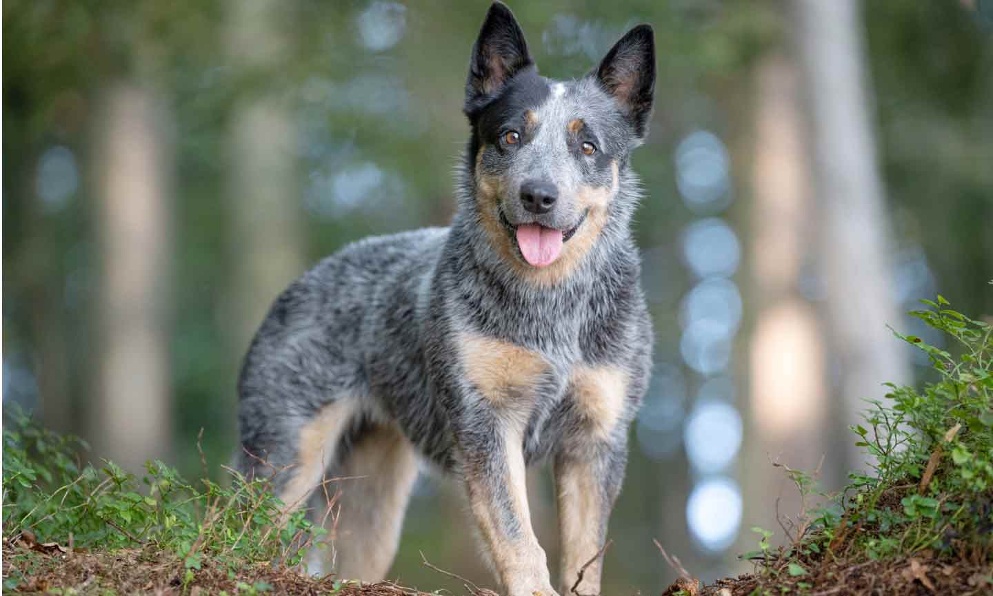An Australian Cattle Dog in the forest