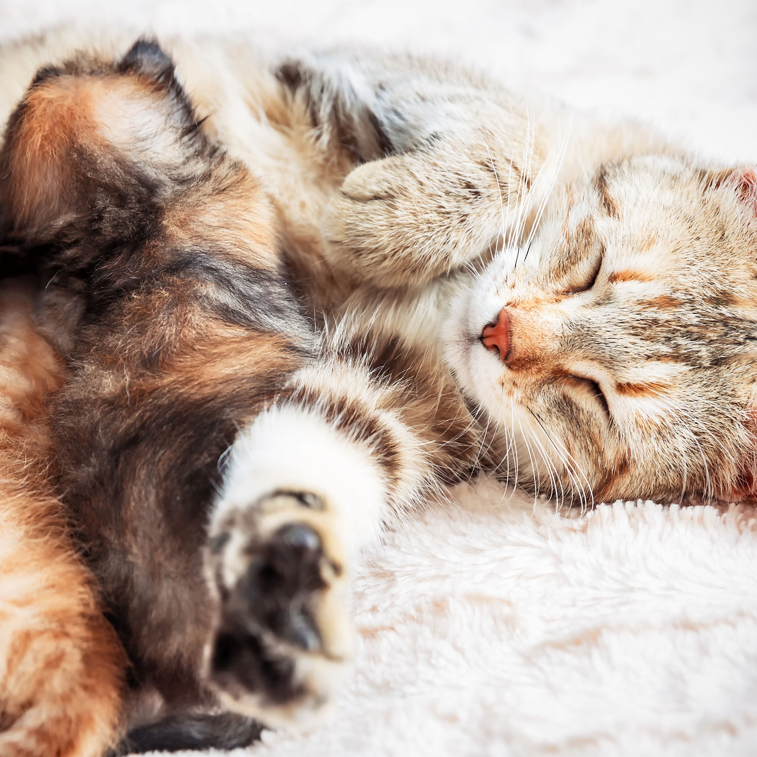 What Is Fading Kitten Syndrome Symptoms Causes And More Flipboard