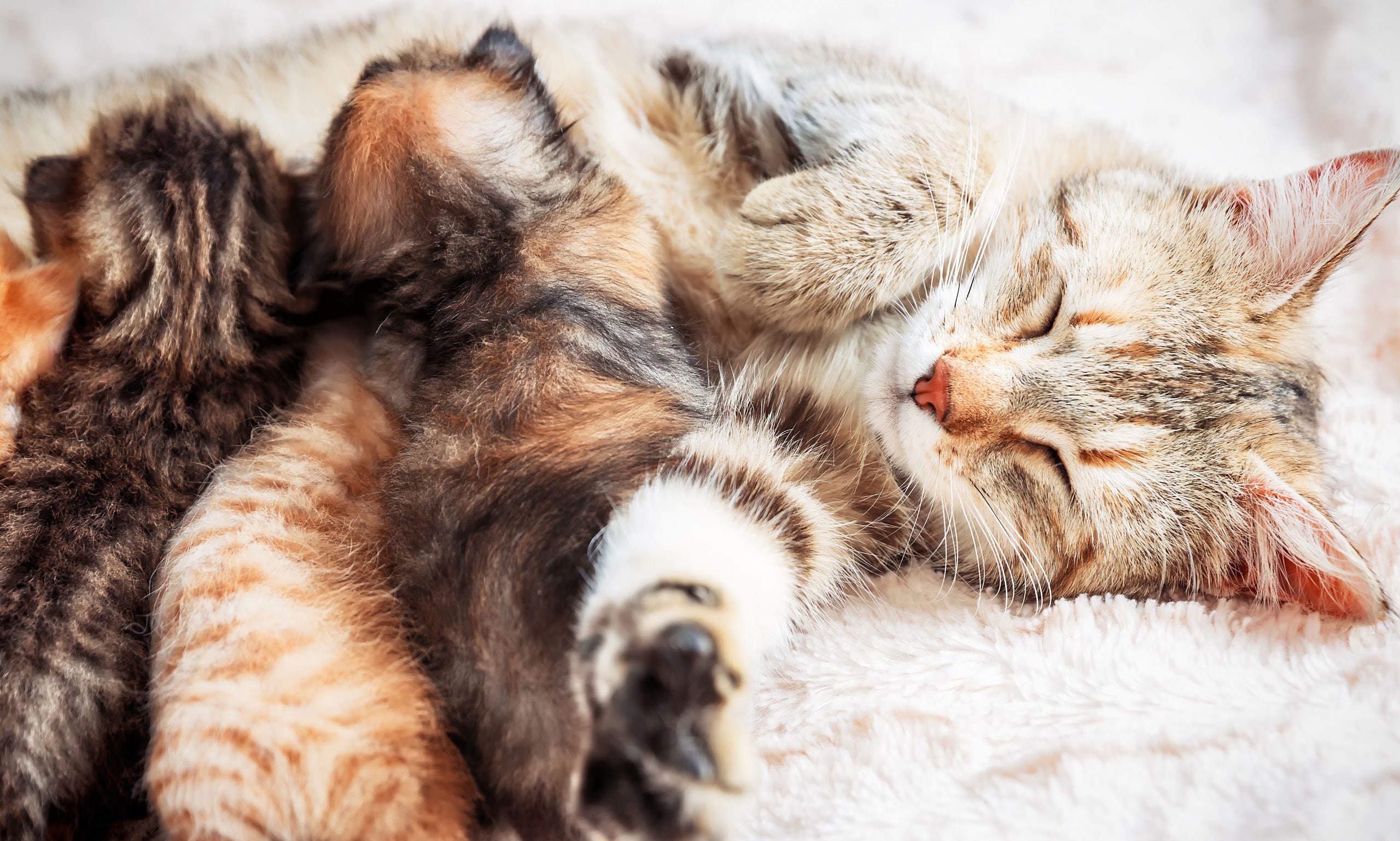 fading kitten syndrome: mother cat nursing baby kittens