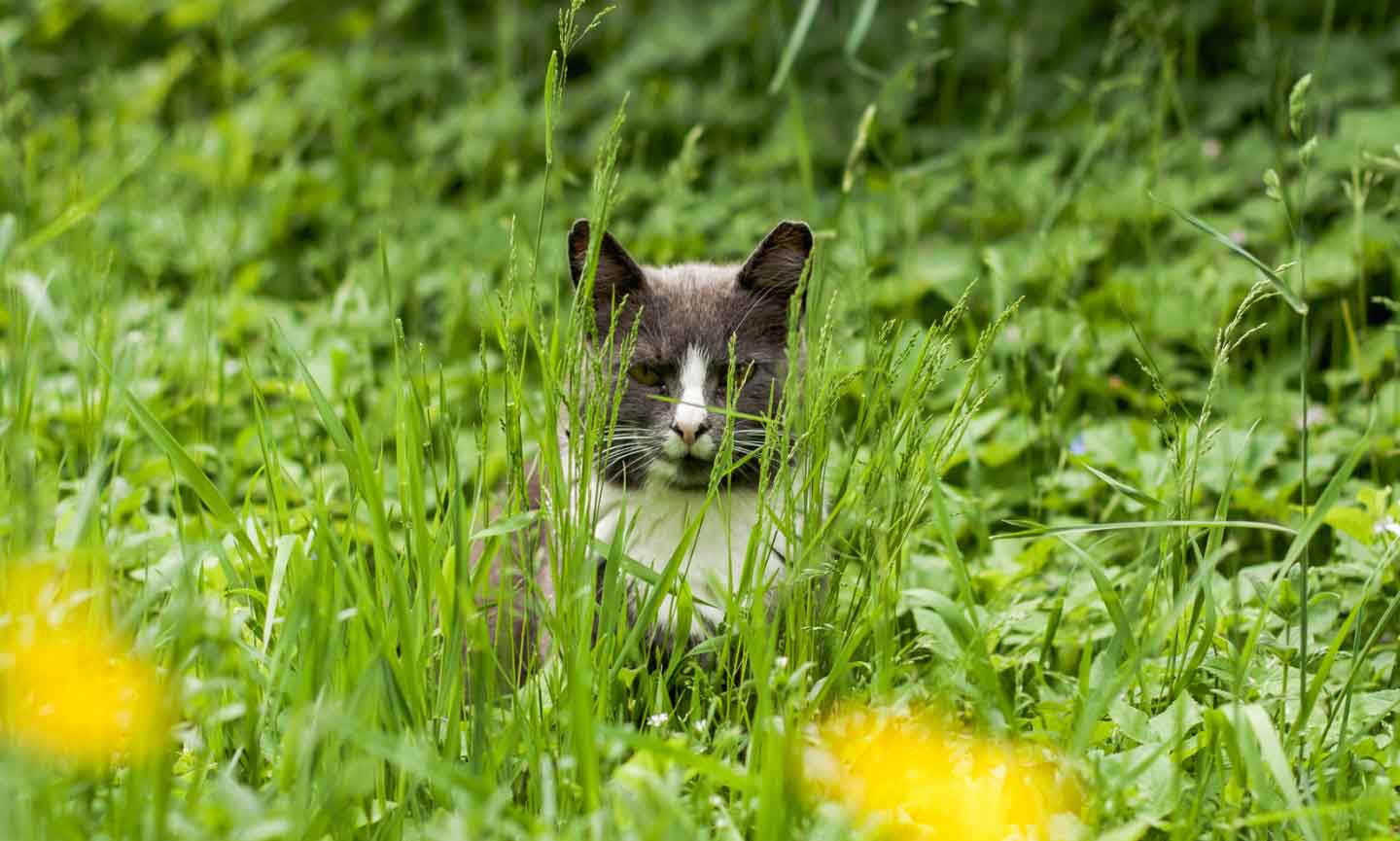 A gray cat sitting in tall grass