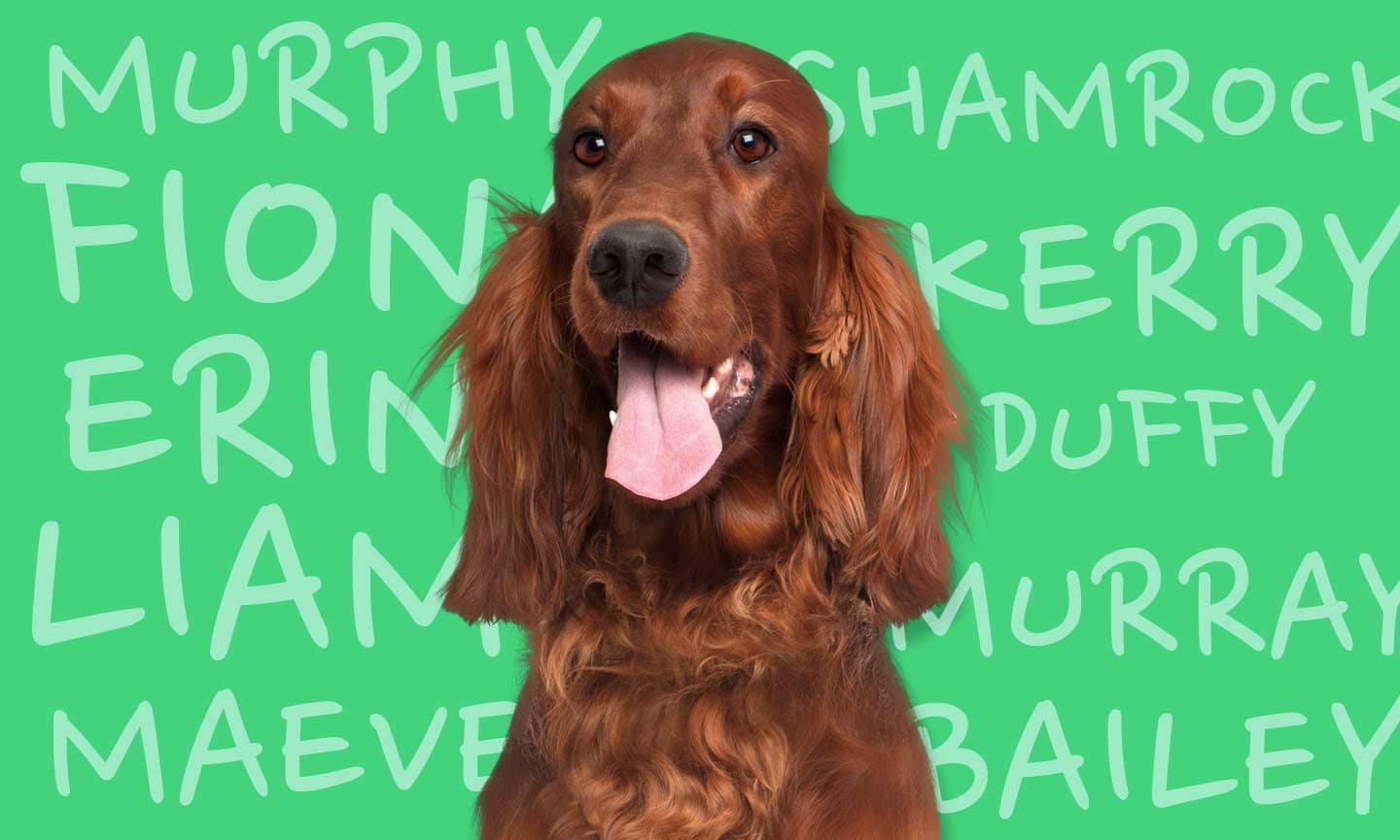 400 Irish Dog Names for Your Lucky Pup | BeChewy
