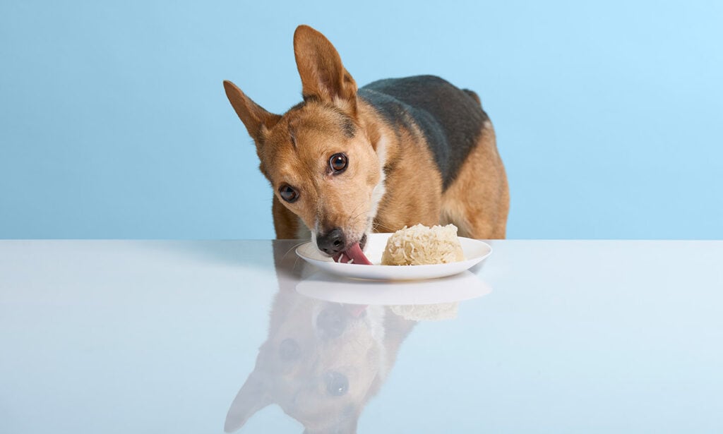 How Much Chicken And Rice to Feed My Dog: The Ultimate Guide