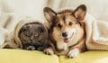 Keep Calm & Pet Parent On: The Ultimate Guide to Calming Your Stressed Pet
