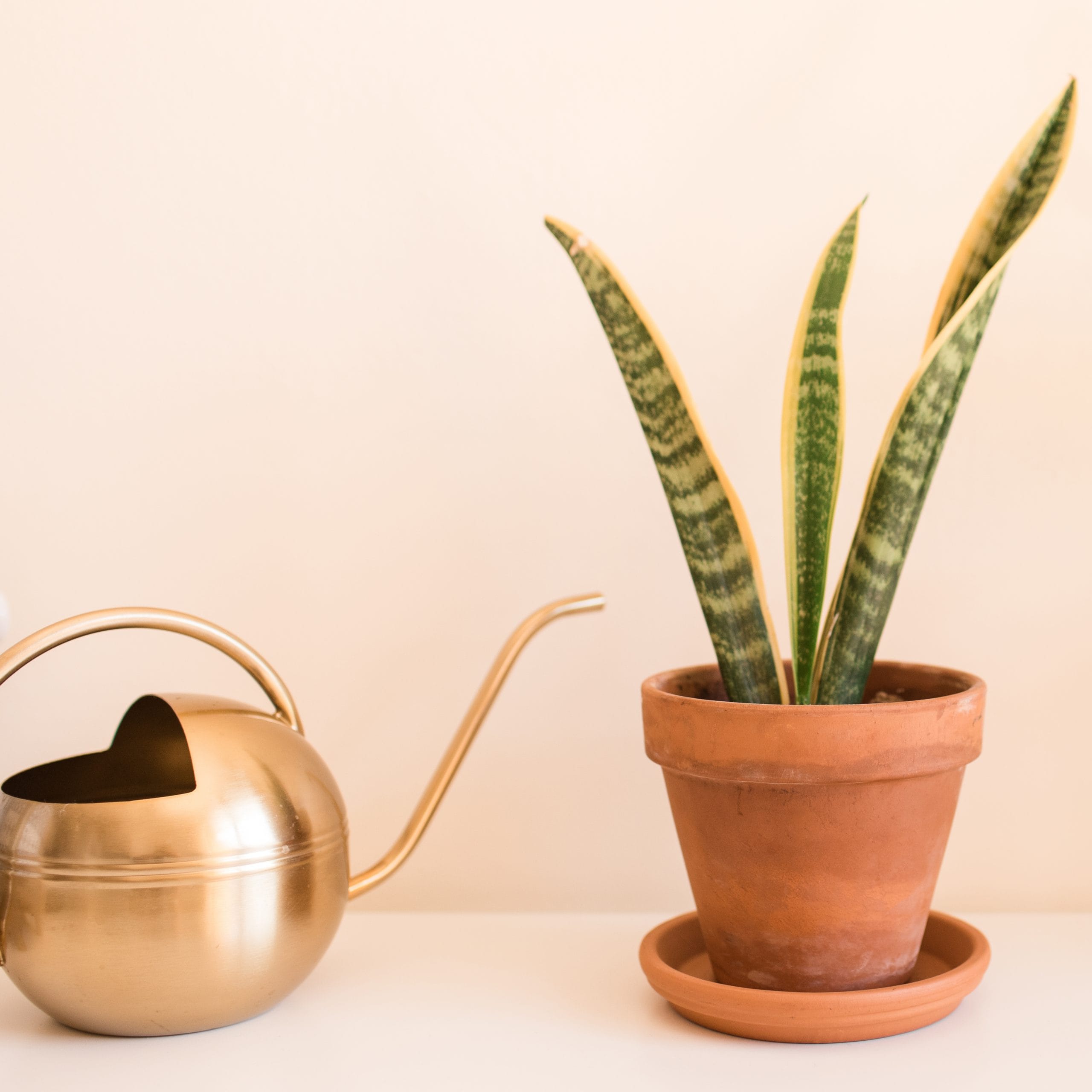 air purifying plants for pets: snake plant toxic