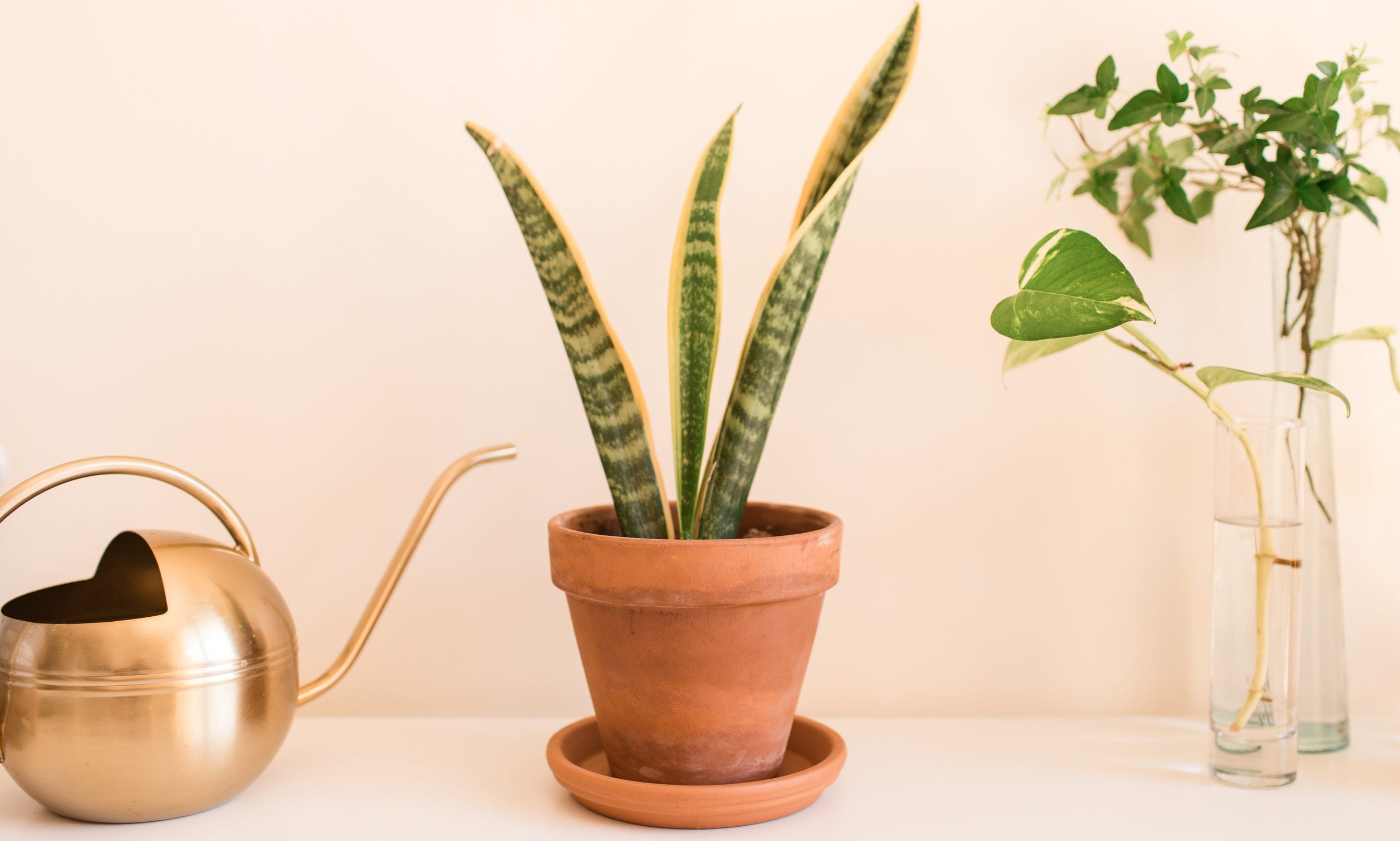 air purifying plants for pets: snake plant toxic
